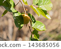 Strong sunlight and persimmons ripening on the branches – an autumn scene. 143685056