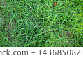 Fresh Green Grass Field Texture Top View 143685082