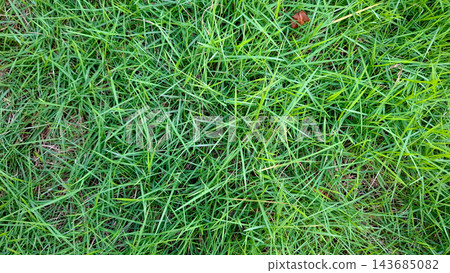 Fresh Green Grass Field Texture Top View Fresh Green Grass Field Texture Top View 143685082