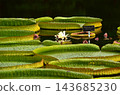 Onibus花 143685230