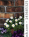 Spring gardening with flowers that bloom in containers in March. 143685325