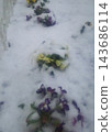 雪中盛開的三色堇 143686114