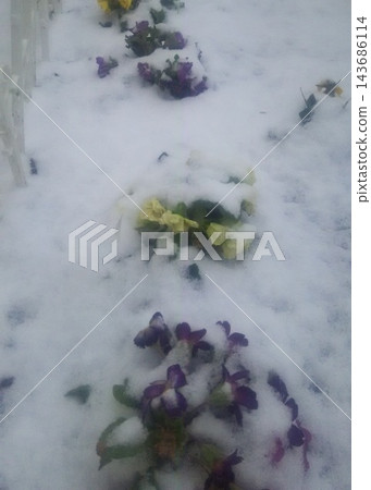 雪中盛開的三色堇 雪中盛開的三色堇 143686114