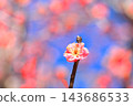 開花在李子森林裡的紅色花 143686533