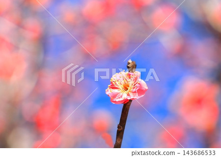 開花在李子森林裡的紅色花 143686533