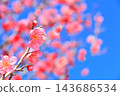 紅梅花盛開。 143686534