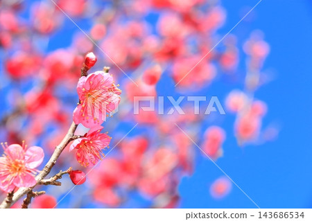 紅梅花盛開。 紅梅花盛開。 143686534