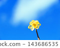 一朵盛開的冬青花。 143686535