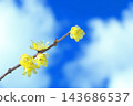 臘梅花盛開 143686537