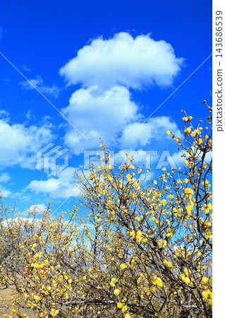 臘梅花盛開 臘梅花盛開 143686539