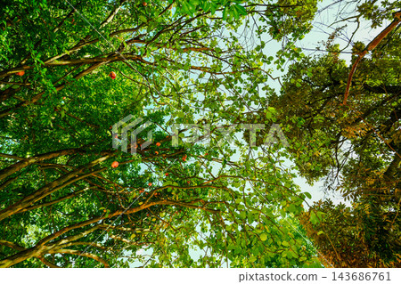 公園樹上掛滿了石榴，預示著秋天的到來，我彷彿也能嚐到它們的美味。 143686761