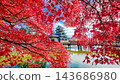 松本城（秋天） 143686980