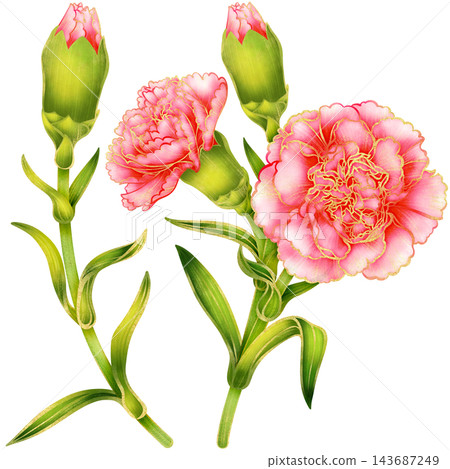 Realistic botanical watercolor illustration with gold outline of carnation flower branch with green leaves Realistic botanical watercolor illustration with gold outline of carnation flower branch with green leaves 143687249