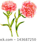 Realistic botanical watercolor illustration with gold outline of carnation flower branch with green leaves 143687250