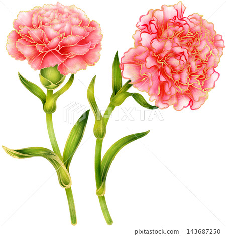 Realistic botanical watercolor illustration with gold outline of carnation flower branch with green leaves Realistic botanical watercolor illustration with gold outline of carnation flower branch with green leaves 143687250