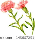 Realistic botanical watercolor illustration with gold outline of carnation flower branch with green leaves 143687251