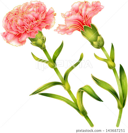 Realistic botanical watercolor illustration with gold outline of carnation flower branch with green leaves Realistic botanical watercolor illustration with gold outline of carnation flower branch with green leaves 143687251