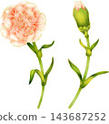 Realistic botanical watercolor illustration with gold outline of carnation flower branch with green leaves 143687252