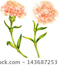 Realistic botanical watercolor illustration with gold outline of carnation flower branch with green leaves 143687253