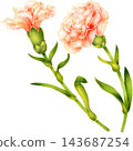 Realistic botanical watercolor illustration with gold outline of carnation flower branch with green leaves 143687254