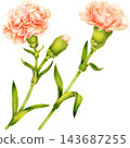 Realistic botanical watercolor illustration with gold outline of carnation flower branch with green leaves 143687255