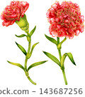 Realistic botanical watercolor illustration with gold outline of carnation flower branch with green leaves 143687256