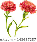 Realistic botanical watercolor illustration with gold outline of carnation flower branch with green leaves 143687257