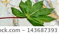 Fresh green cassava leaf on marble table 143687393