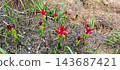Red turmeric flowers growing in field 143687421