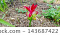 Close up of red turmeric flower blooming 143687422