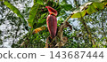 Banana blossom with green bananas on tree 143687444