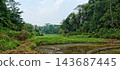 Green rice paddy field with tropical forest landscape 143687445
