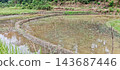 Flooded rice paddy with curved embankment and water reflection 143687446