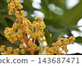 Mango flowers 143687471