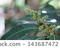 Apple mango flower buds 143687472