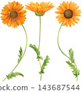 Realistic and detailed botanical watercolor painting with gorgeous metallic gold outline of orange daisy flowers with green leaves 143687544