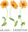 Realistic and detailed botanical watercolor painting with gorgeous metallic gold outline of orange daisy flowers with green leaves 143687545