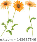 Realistic and detailed botanical watercolor painting with gorgeous metallic gold outline of orange daisy flowers with green leaves 143687546