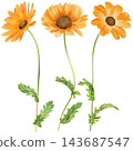 Realistic and detailed botanical watercolor painting with gorgeous metallic gold outline of orange daisy flowers with green leaves 143687547