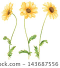Realistic and detailed botanical watercolor painting with gorgeous metallic gold outline of yellow daisy flowers with green leaves 143687556