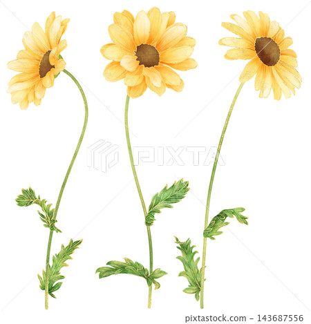 Realistic and detailed botanical watercolor painting with gorgeous metallic gold outline of yellow daisy flowers with green leaves Realistic and detailed botanical watercolor painting with gorgeous metallic gold outline of yellow daisy flowers with green leaves 143687556