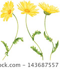 Realistic and detailed botanical watercolor painting with gorgeous metallic gold outline of yellow daisy flowers with green leaves 143687557