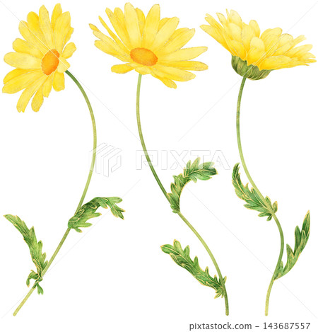 Realistic and detailed botanical watercolor painting with gorgeous metallic gold outline of yellow daisy flowers with green leaves Realistic and detailed botanical watercolor painting with gorgeous metallic gold outline of yellow daisy flowers with green leaves 143687557