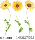 Realistic and detailed botanical watercolor painting with gorgeous metallic gold outline of yellow daisy flowers with green leaves 143687558