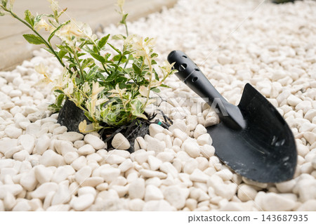 With careful attention, a flower is being positioned into white pebbles using a small black shovel. A newly planted flower is surrounded by decorative white pebbles in a serene garden setting. With careful attention, a flower is being positioned into white pebbles using a small black shovel. A newly planted flower is surrounded by decorative white pebbles in a serene garden setting. 143687935