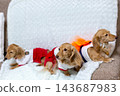 Kaninchen Dachshund parent and child 143687983
