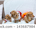 Kaninchen Dachshund parent and child 143687984