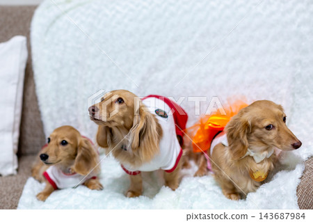 Kaninchen 臘腸犬父母與孩子 Kaninchen 臘腸犬父母與孩子 143687984