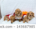 Kaninchen Dachshund parent and child 143687985