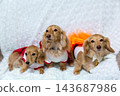 Kaninchen Dachshund parent and child 143687986